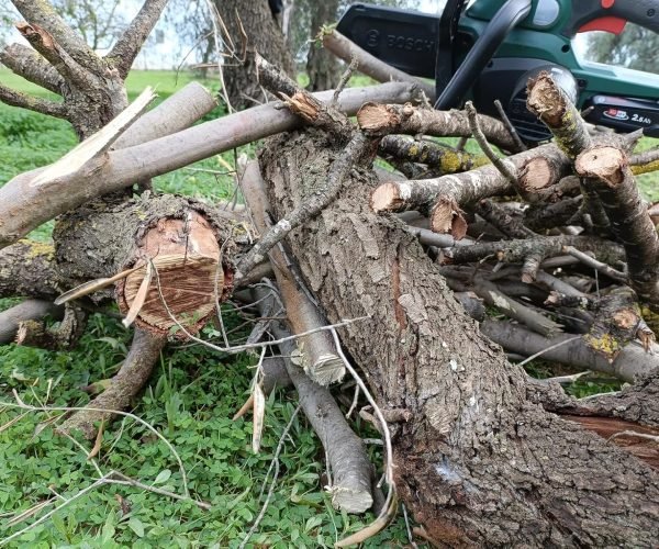 recensione 6 motosega bg.jpg